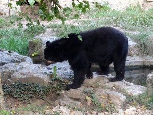 Ours au parc de la tete d'or