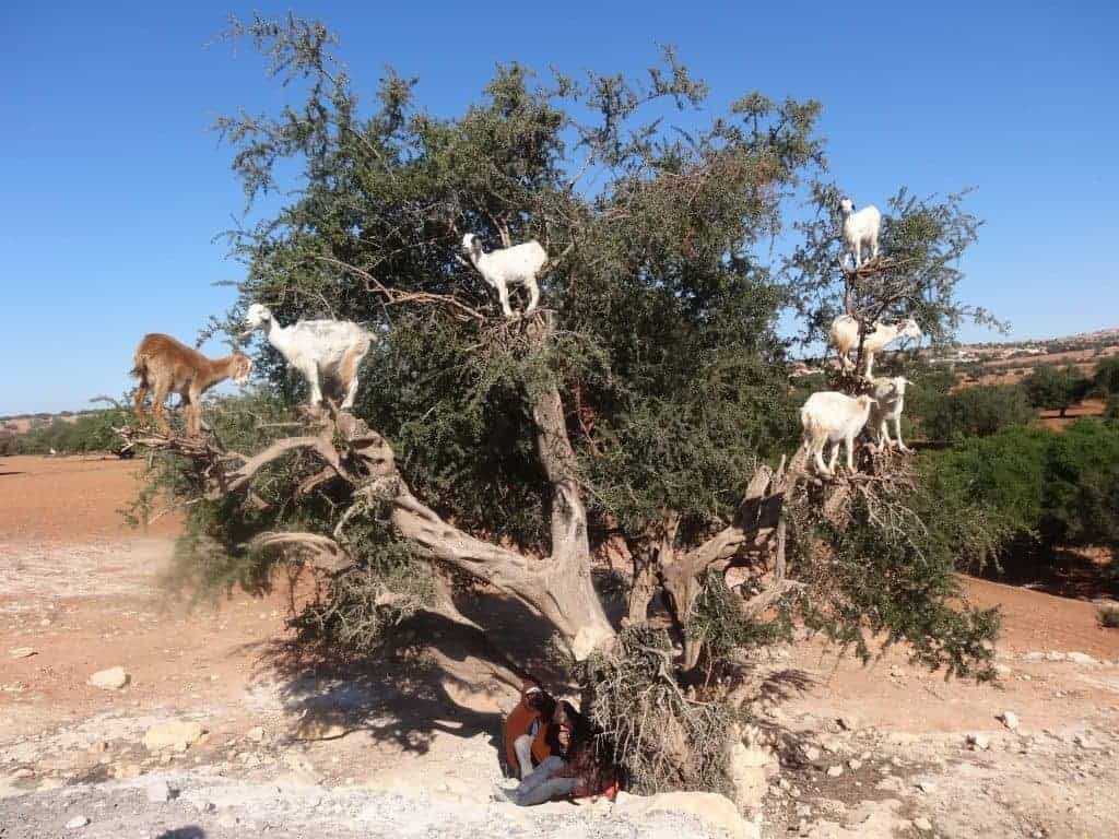 Chèvres dans un arbre à Essaouira- Famille nomade digitale