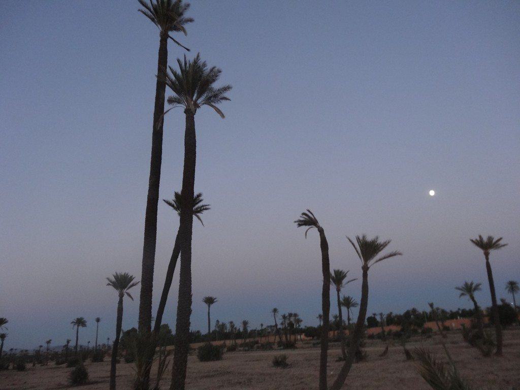 Palmeraie Marrakech crépuscule - nomade digital maroc