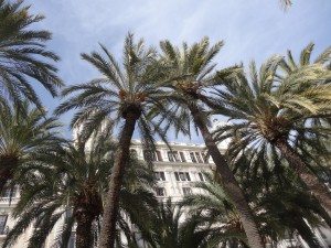 La famille nomade et l'esplanade d'espagna et ses palmiers