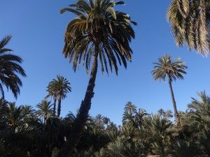L afamille nomade à La palmeraie d'Elche