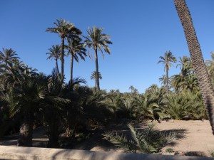 La palmeraie d'Elche