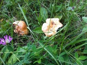 Brianconnet:cueillette de champignon avec la famille nomade digitale