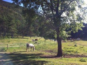 Chevaux au bord du lac de St auban-famille nomade digitale