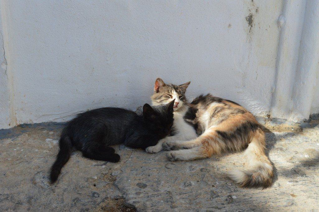 chats noir- village blanc-Arcos de la Frontera-famille nomade digitale