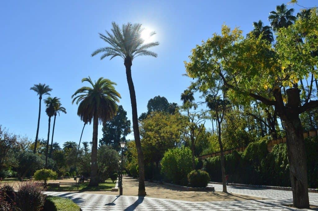 Parc Maria luisa et ses palmiers-seville avec la famille nomade digitale