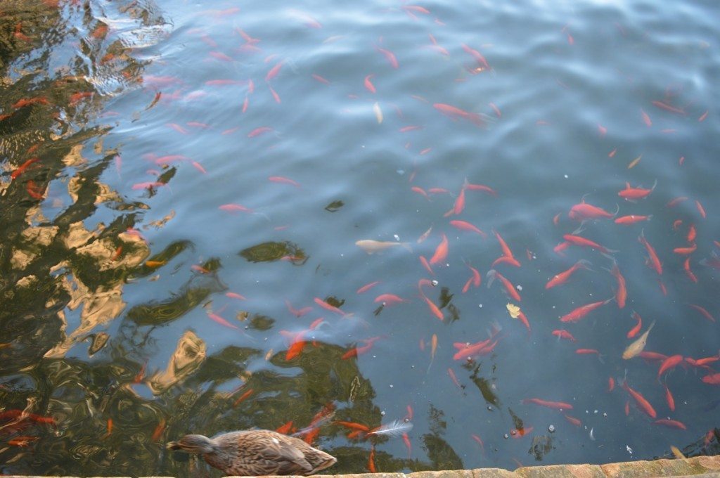 ou s'extasier devant sa ribanbelle de poissons