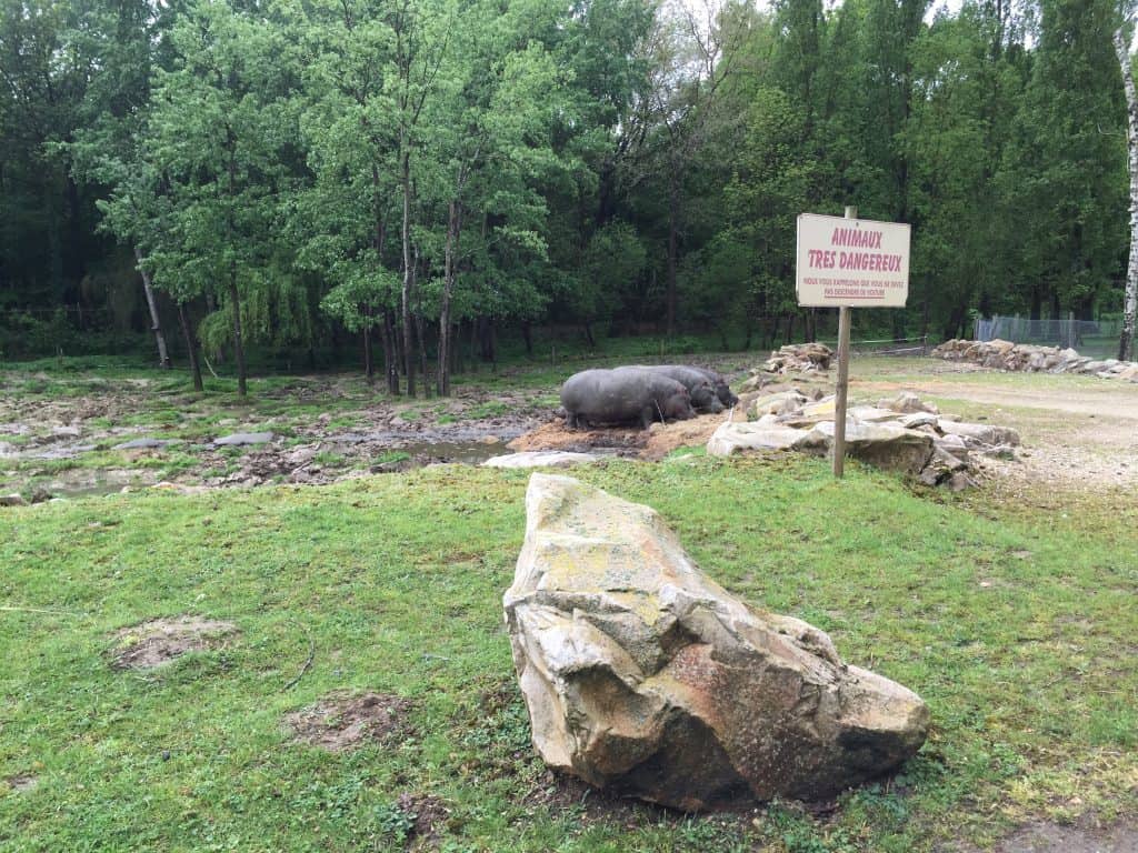Famille nomade digitale-Parc Zoologique de thoiry_Hippopotames
