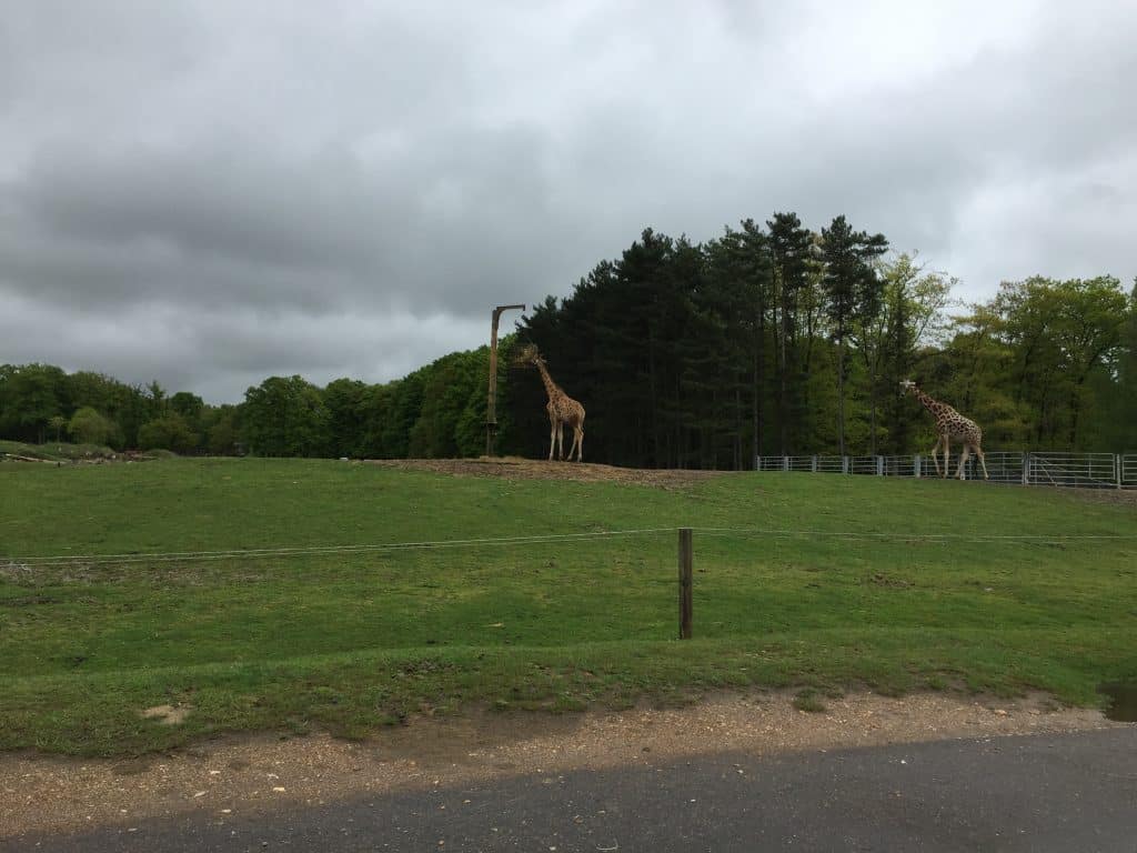 famille nomade digitale-Parc Zoologique de thoiry-girafes