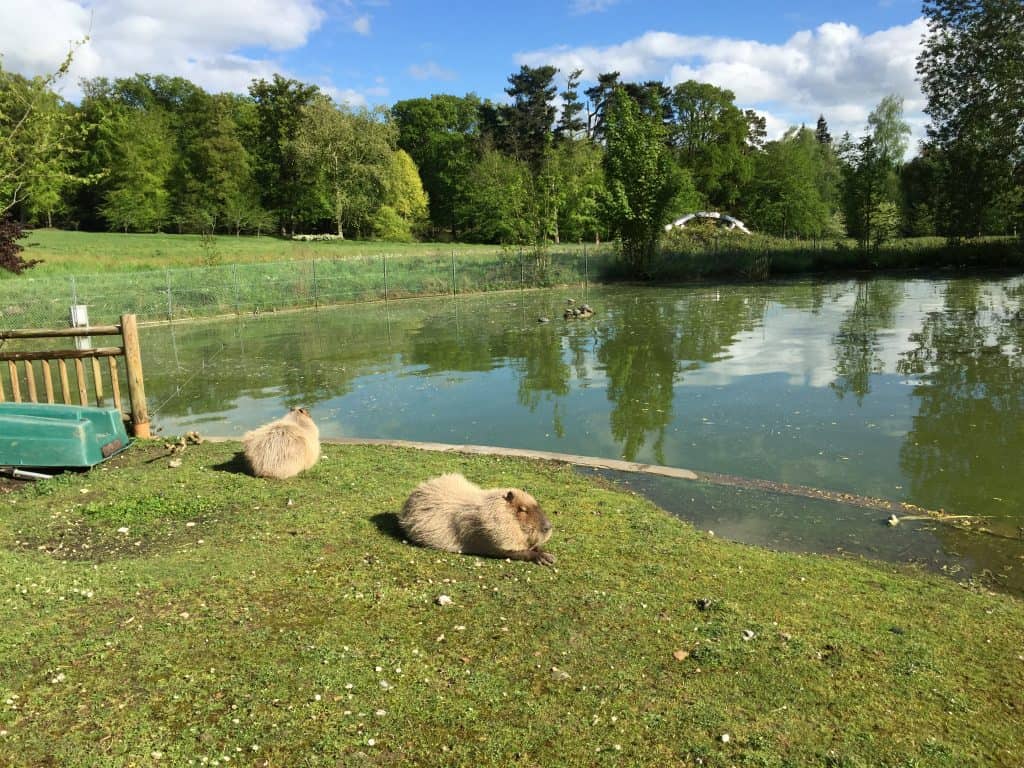 famille nomade digitale-Parc zoologique de Thoiry- Capybara au bord de l eau