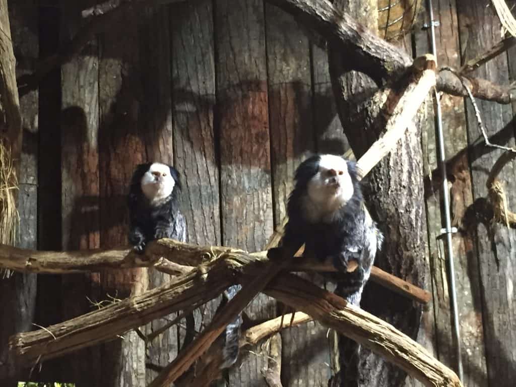 famille nomade digitale-Parc zoologique de Thoiry- couple de tamarin