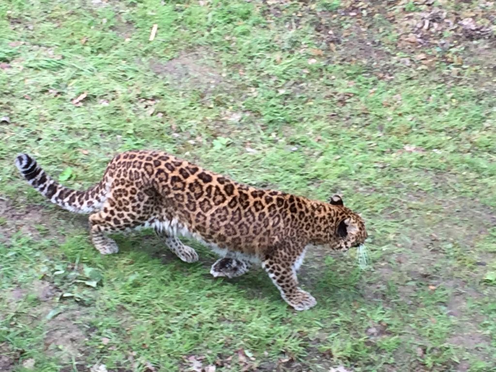 famille nomade digitale-Parc zoologique de Thoiry- leopard en liberté