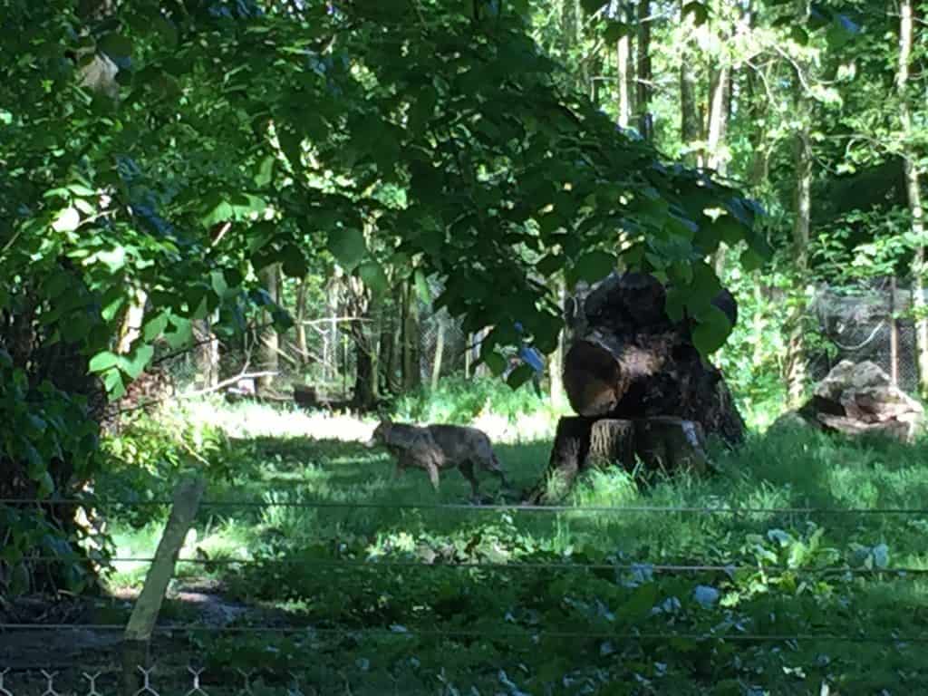 famille nomade digitale-Parc zoologique de Thoiry- loup dans les bois