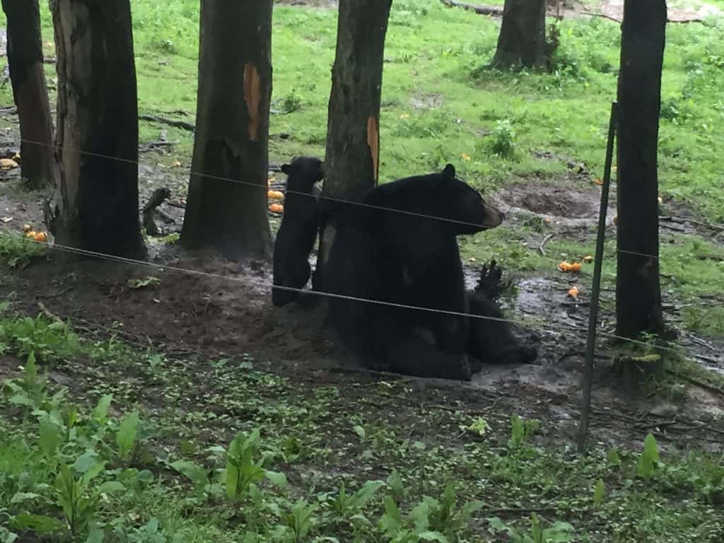 famille nomade digitale-Parc zoologique de Thoiry- maman ours et ourson dans les bois