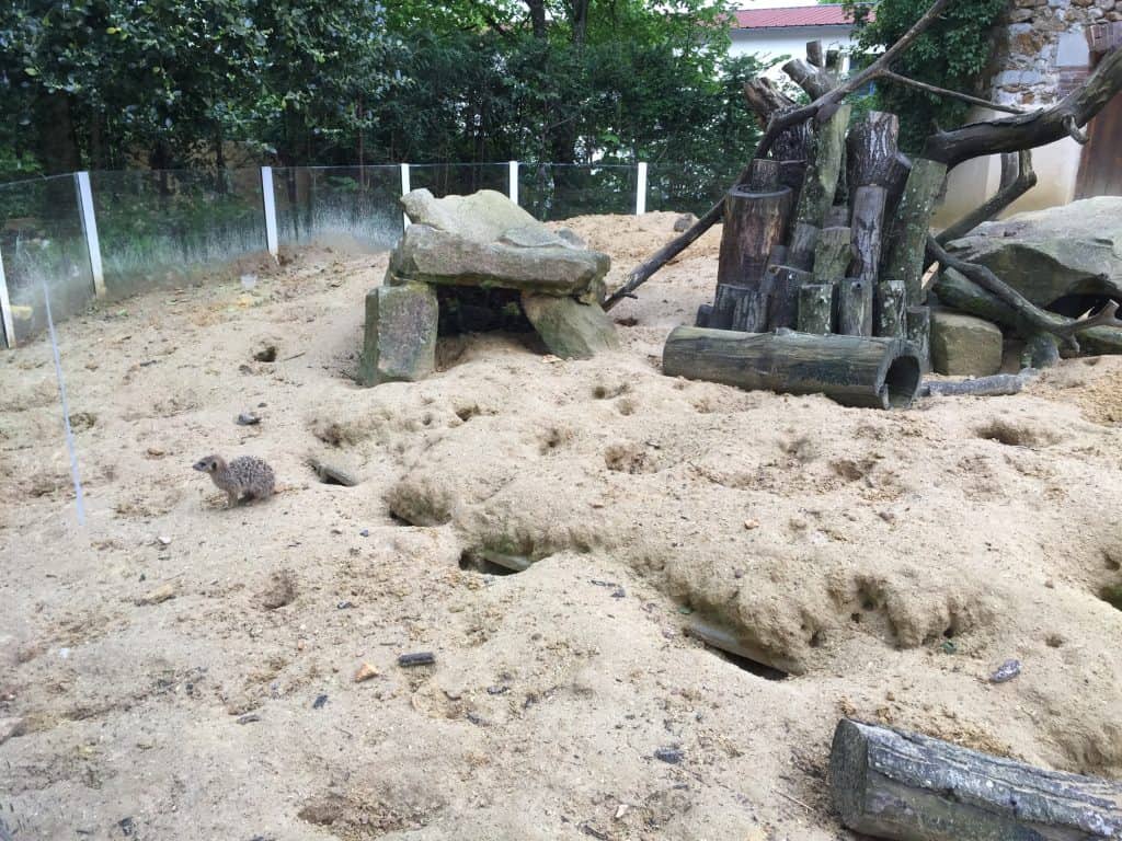 famille nomade digitale-Parc zoologique de Thoiry- suricate