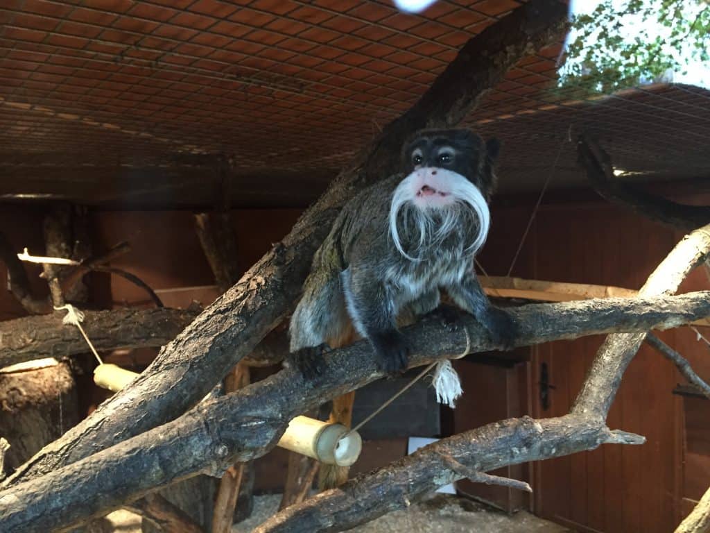 famille nomade digitale-Parc zoologique de Thoiry- tamarin empereur