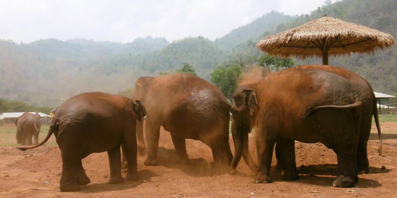 Quel est Le meilleur refuge pour éléphants à Chiang Mai ?