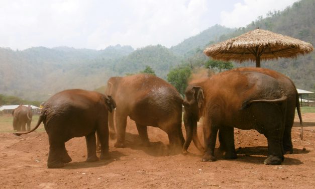 Quel est Le meilleur refuge pour éléphants à Chiang Mai ?