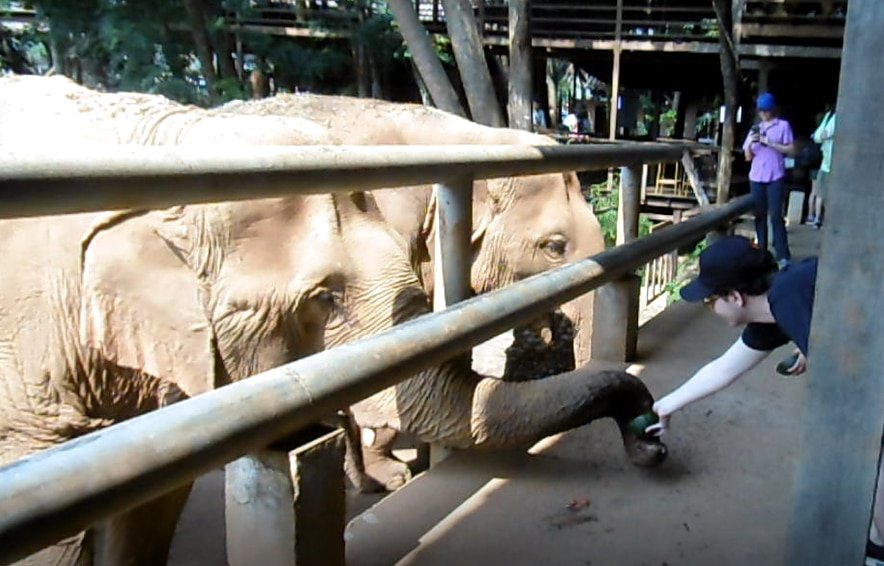 Meilleur refuge elephants Chiang Mai- nourrissage des elephants- Elephant Nature Park-Famille Nomade Digitale