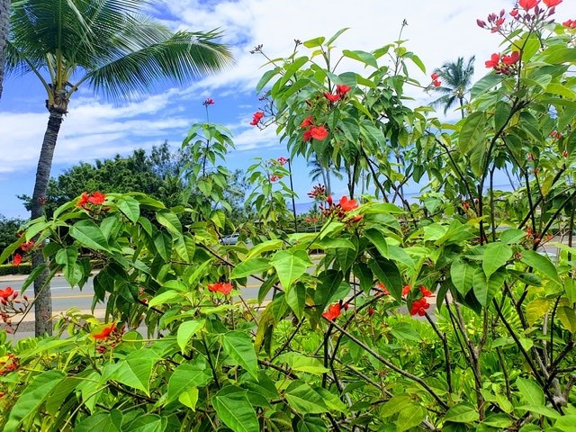 Nomade digital hawaii